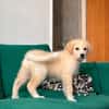 Rudolf, kleiner Welpe sucht neue Familie