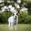 Entdecker MURPHY sucht seine Familie