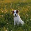 Entdecker MURPHY sucht seine Familie