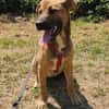 Ana, mutiger Welpe sucht neues Zuhause