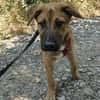 Ana, mutiger Welpe sucht neues Zuhause