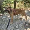 Ana, mutiger Welpe sucht neues Zuhause