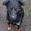 Rollo sucht sein Zuhause/Pflegestelle