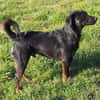 Rollo sucht sein Zuhause/Pflegestelle