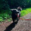 Nero, Junghund sucht eigene Familie