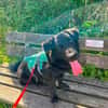 Nero, Junghund sucht eigene Familie