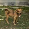 Max, ausgeglichener Welpe sucht Familie