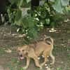 Max, ausgeglichener Welpe sucht Familie