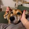 Opi Rex, lieber, ruhiger Hund sucht Zuhause