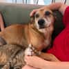 Opi Rex, lieber, ruhiger Hund sucht Zuhause