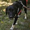 Zoe, freundlicher Welpe sucht Familie