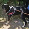 Zoe, freundlicher Welpe sucht Familie