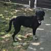 Zoe, freundlicher Welpe sucht Familie