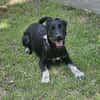 Zoe, freundlicher Welpe sucht Familie