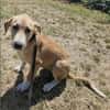 Marie, wundervoller Welpe sucht Zuhause