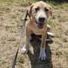 Marie, wundervoller Welpe sucht Zuhause