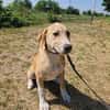 Marie, wundervoller Welpe sucht Zuhause
