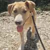 Marie, wundervoller Welpe sucht Zuhause