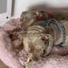 BLYSSE - ADOPTION DUO avec BULMA