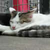 TIGROU
