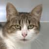MINETTE
