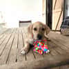 BIJOU, un cadeau en or