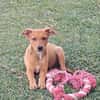 LILOU, chiot femelle Berger Créole
