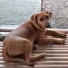 NUCCIOLA, chiot femelle croisée braque