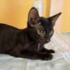 BLACKY, chaton mâle européen