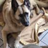 Safira - die Liebe und Treue in Person