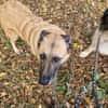 Safira - die Liebe und Treue in Person