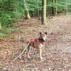 Terry:Jetzt werde ich auch Familienhund