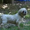 HUBERT