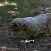 HUBERT