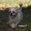 HUBERT