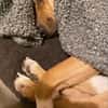 Freddi  ein richtig toller Hundekumpel