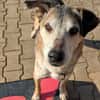 Rudi sucht Partner fürs Leben!