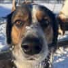 Theo sucht sein zu Hause
