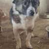 🐾❤ PAUL, ca. 3 Jahre, ca. 35/38 cm