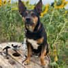 🐾 Simba  kluger Herzenshund sucht seinen Menschen 🐾