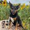 🐾 Simba  kluger Herzenshund sucht seinen Menschen 🐾