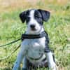 Bohem - fröhlicher kleiner Hundejunge