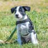 Bohem - fröhlicher kleiner Hundejunge