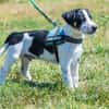 Bohem - fröhlicher kleiner Hundejunge