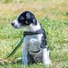 Bohem - fröhlicher kleiner Hundejunge