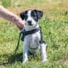 Bohem - fröhlicher kleiner Hundejunge
