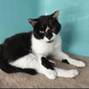 KLAUS