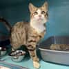 PATOUNE