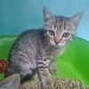 ROMEO