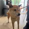 PAINA OAA20082